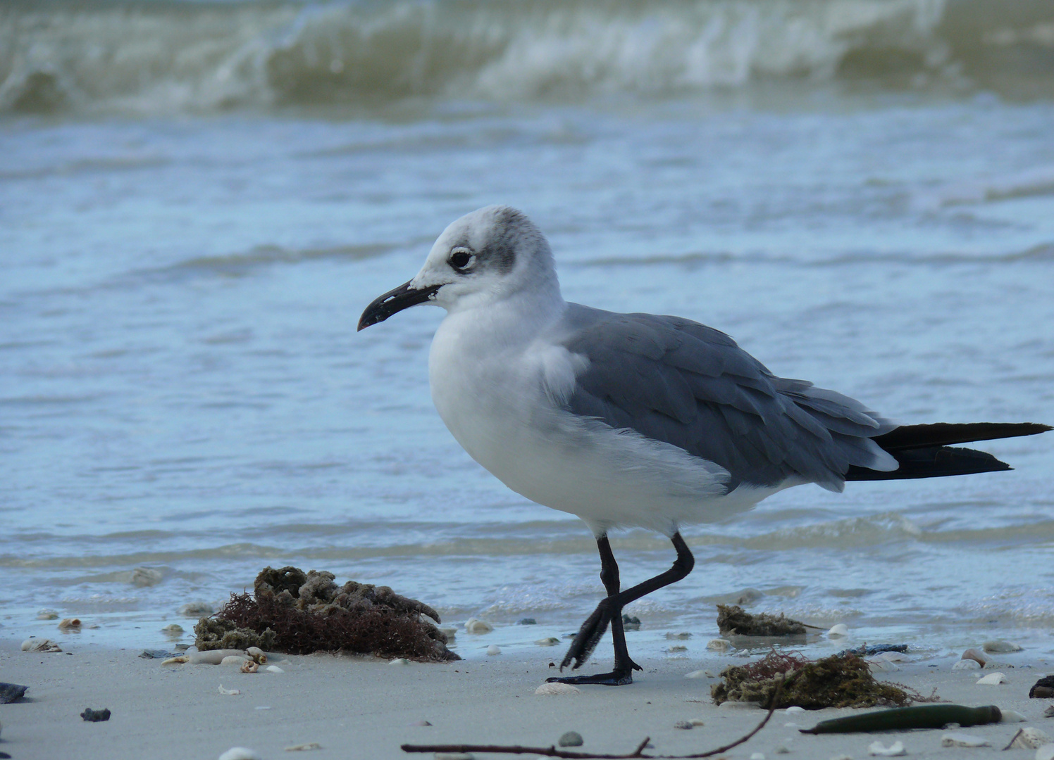 keine Hektik - am Strand von Sanibel Island