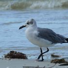 keine Hektik - am Strand von Sanibel Island