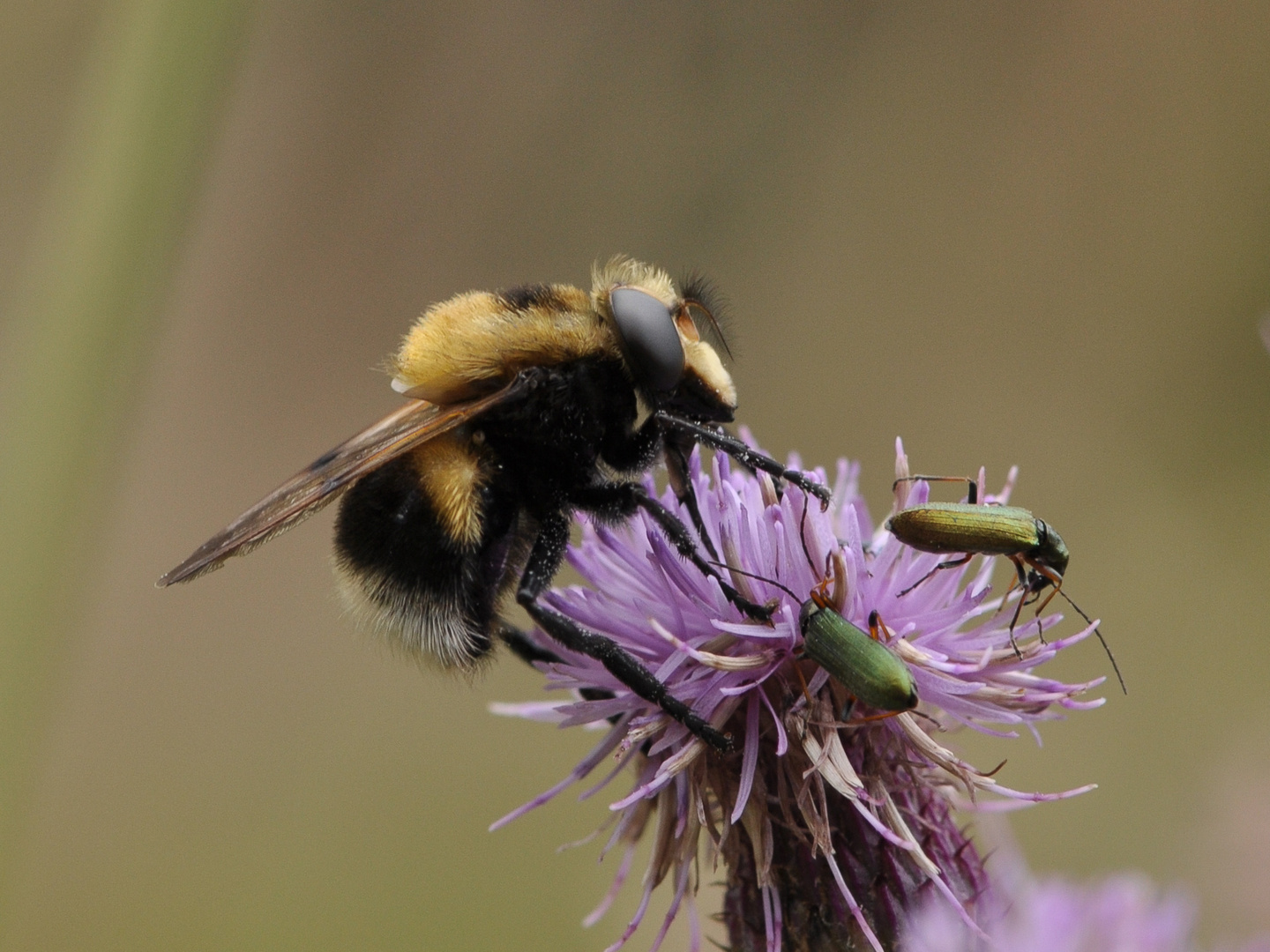 Keine Hummel ...