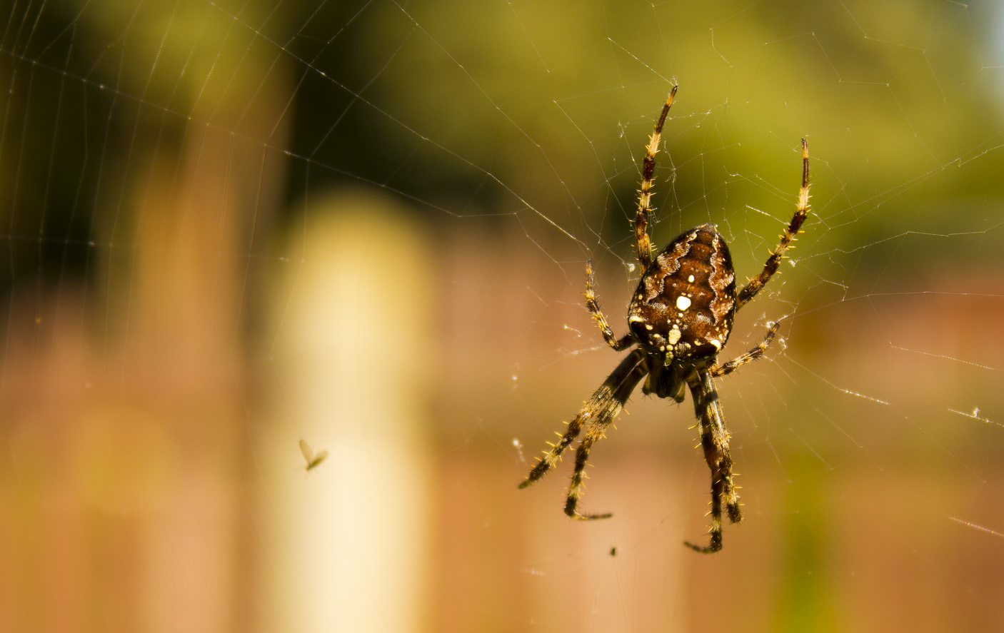 Keine klitzekleine Spinne