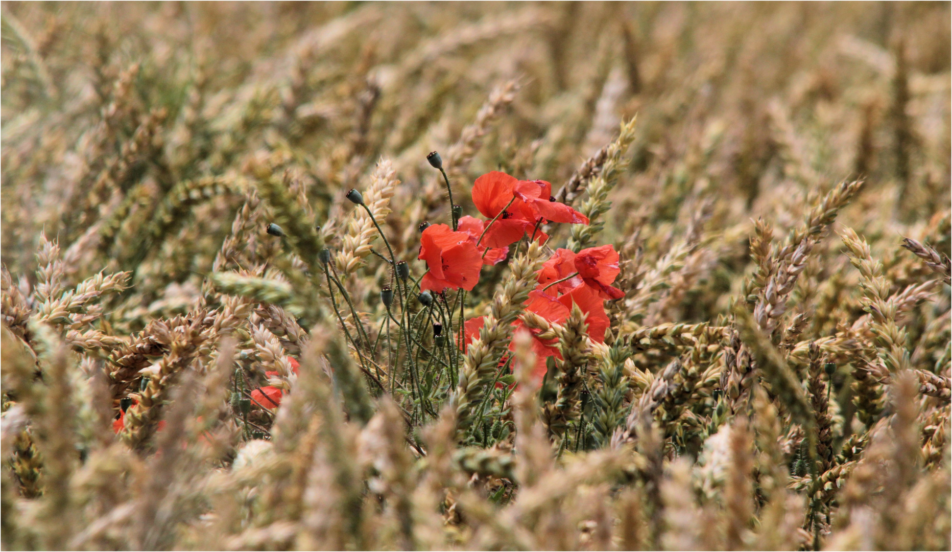 keine kornblume...