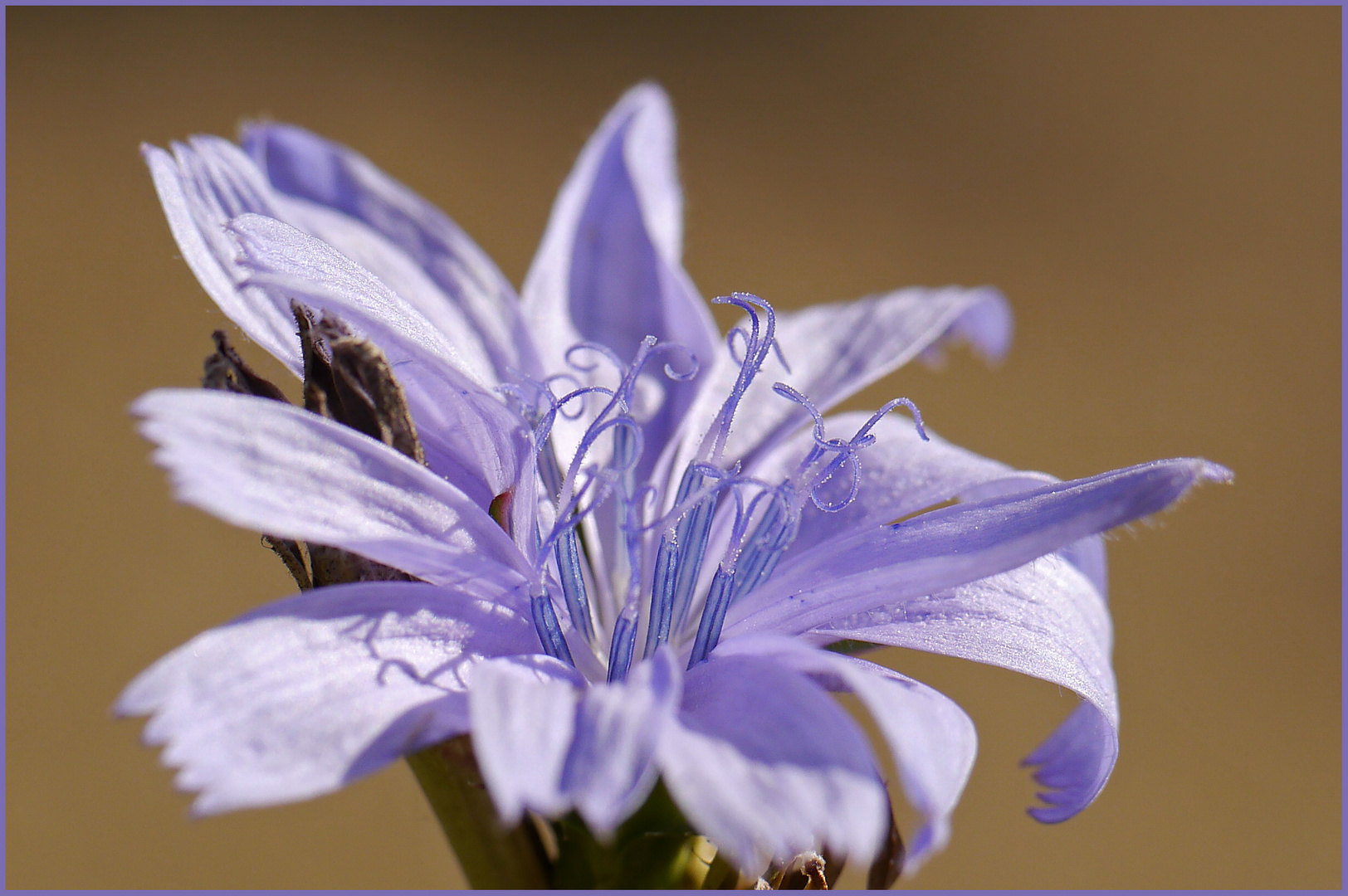 keine Kornblume, aber vollkommene Schönheit