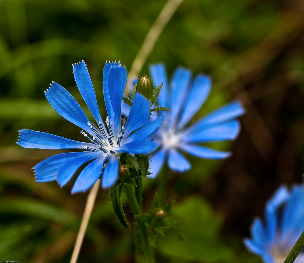 keine Kornblume, trotzdem blau