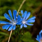 keine Kornblume, trotzdem blau