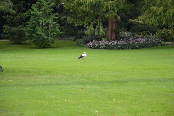Keine Kraft mehr zum Fliegen...