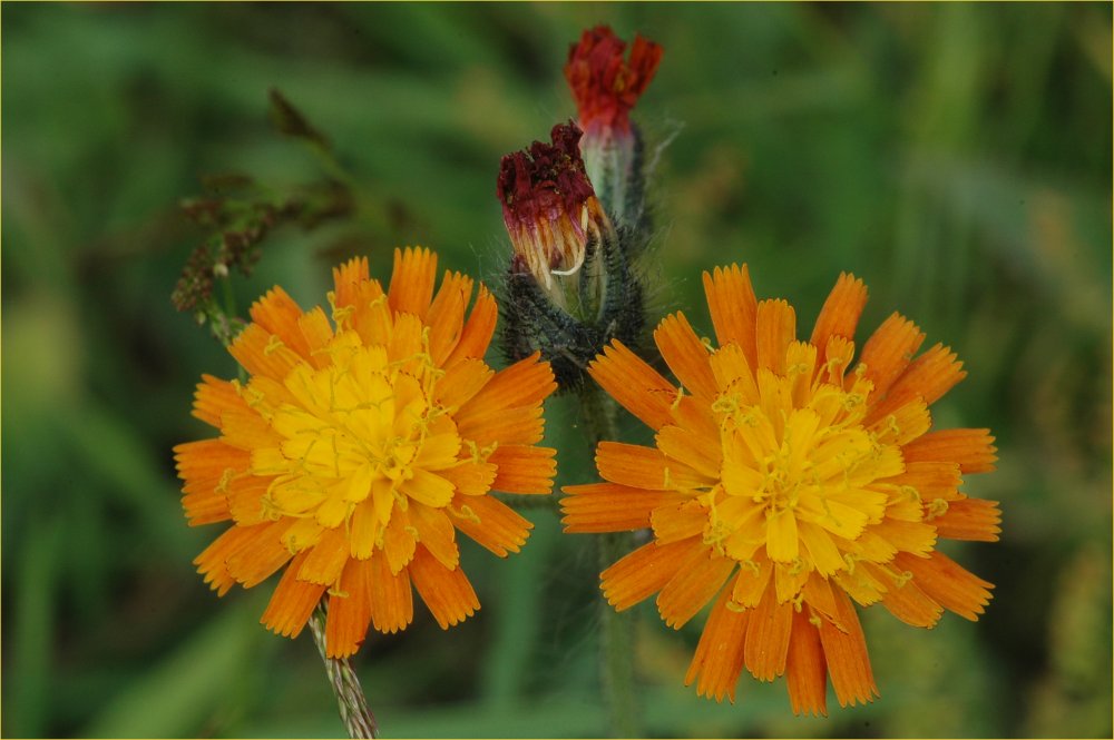 Keine Kuhblume