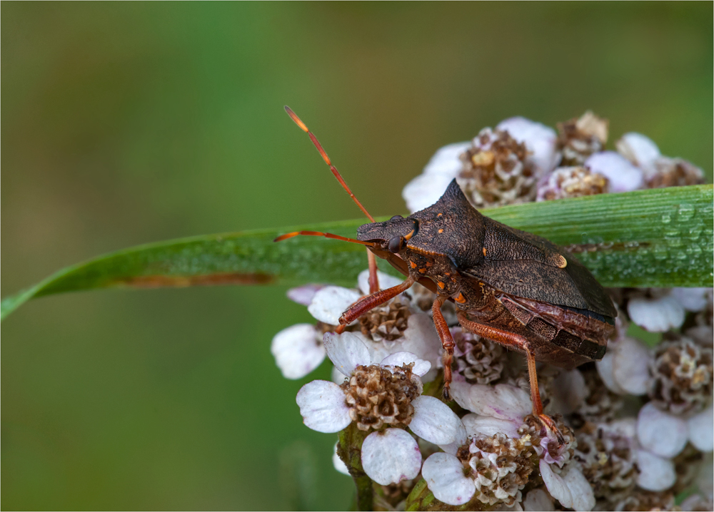 Keine Lederwanze.....sondern eine Zweizähnige Dornwanze  (Picromerus bidens)