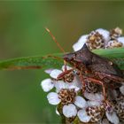 Keine Lederwanze.....sondern eine Zweizähnige Dornwanze  (Picromerus bidens)