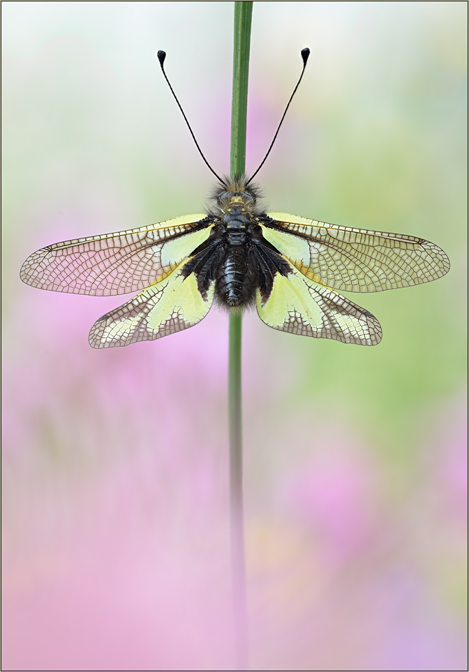 Keine Libelle - kein Schmetterling