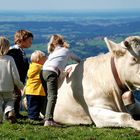 keine lila kuh - und ferienende