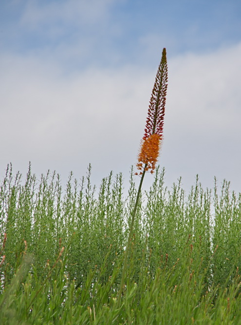 Keine Lupine...., sondern "Orange Steppenkerze"...