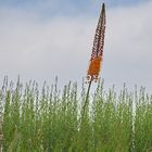 Keine Lupine...., sondern "Orange Steppenkerze"...