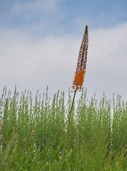 Keine Lupine...., sondern "Orange Steppenkerze"...