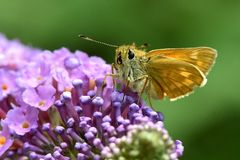 Keine Lust zu Fliegen