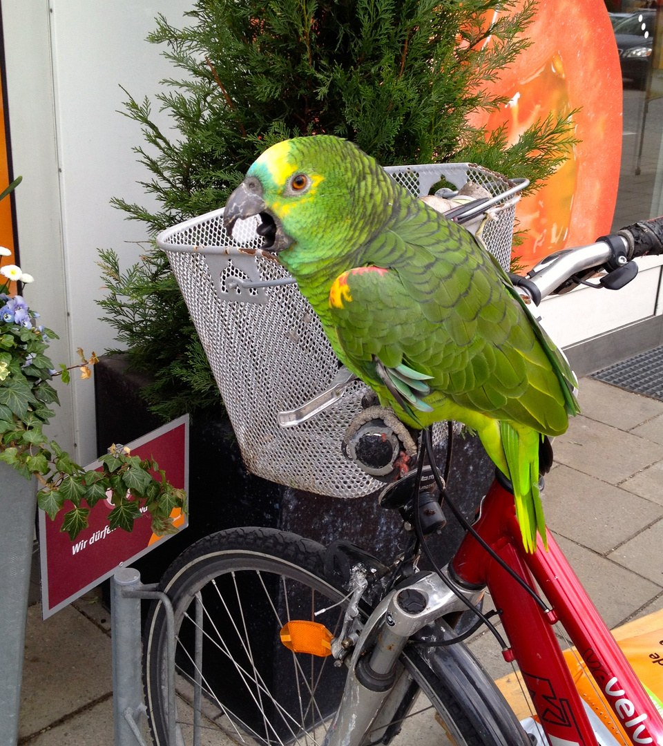 Keine Lust zu fliegen? Take the bike!