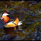 *** Keine Mandarine eher eine Ente ***