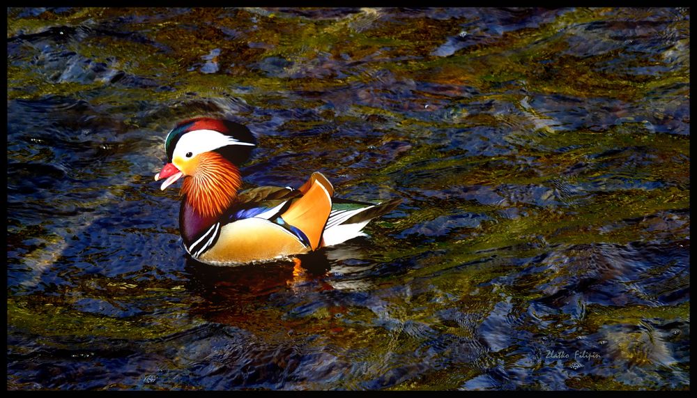 *** Keine Mandarine eher eine Ente ***