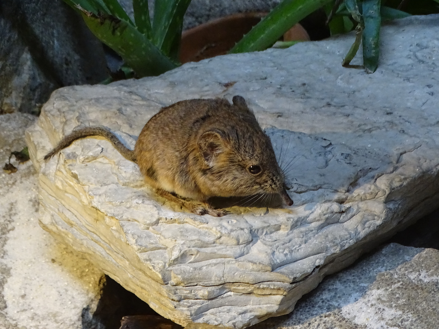 Keine Maus!