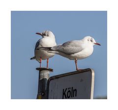 Keine Möwen auf Norderney