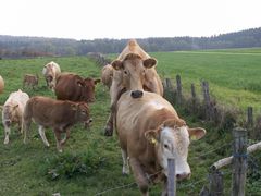 Keine Nachwuchssorgen in der Milchwirtschaft!