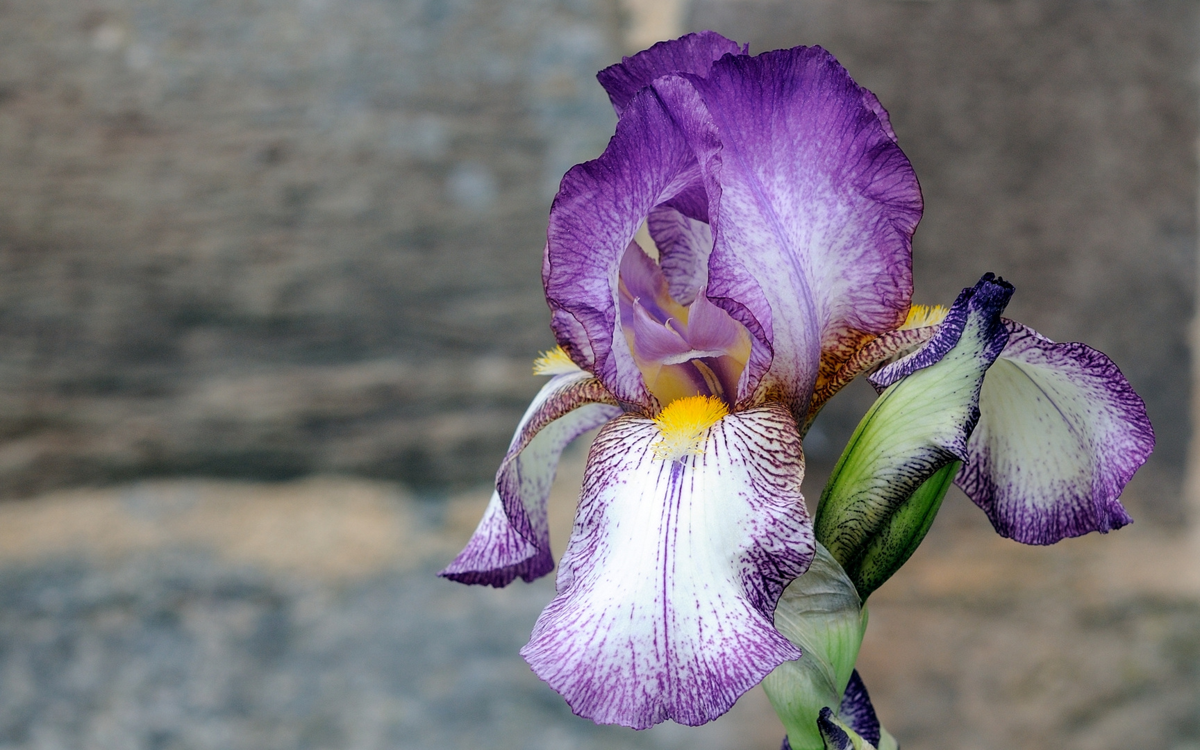 keine Orchidee, sondern eine Schwertlilie...