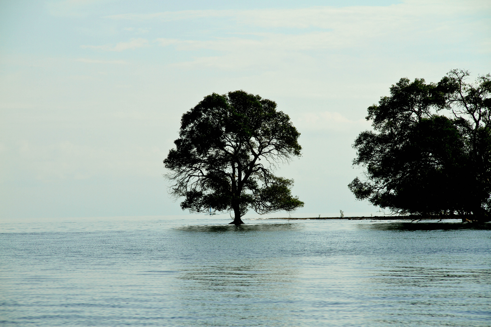 Keine Palme, aber im Meer