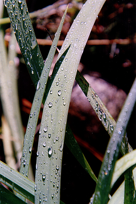 Keine Palme, nur Gras