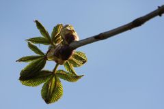 keine Palme....eine Kastanie