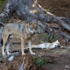 keine Panik, der Wolf im Hintergrund lebt