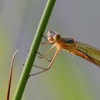 Keine Pechlibelle, sonderne eine weibliche Gemeine Binsenjungfer