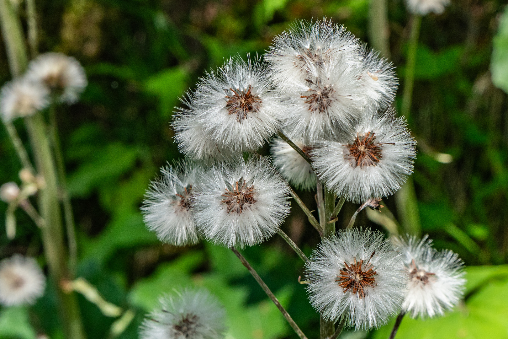 Keine "Pusteblume"...