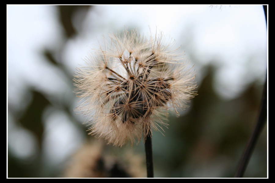 Keine Pusteblume