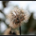 Keine Pusteblume