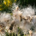 keine Pusteblume