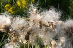 keine Pusteblume