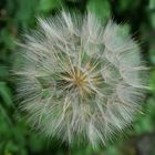 Keine Pusteblume