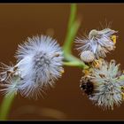 keine Pusteblume