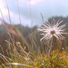 Keine Pusteblume