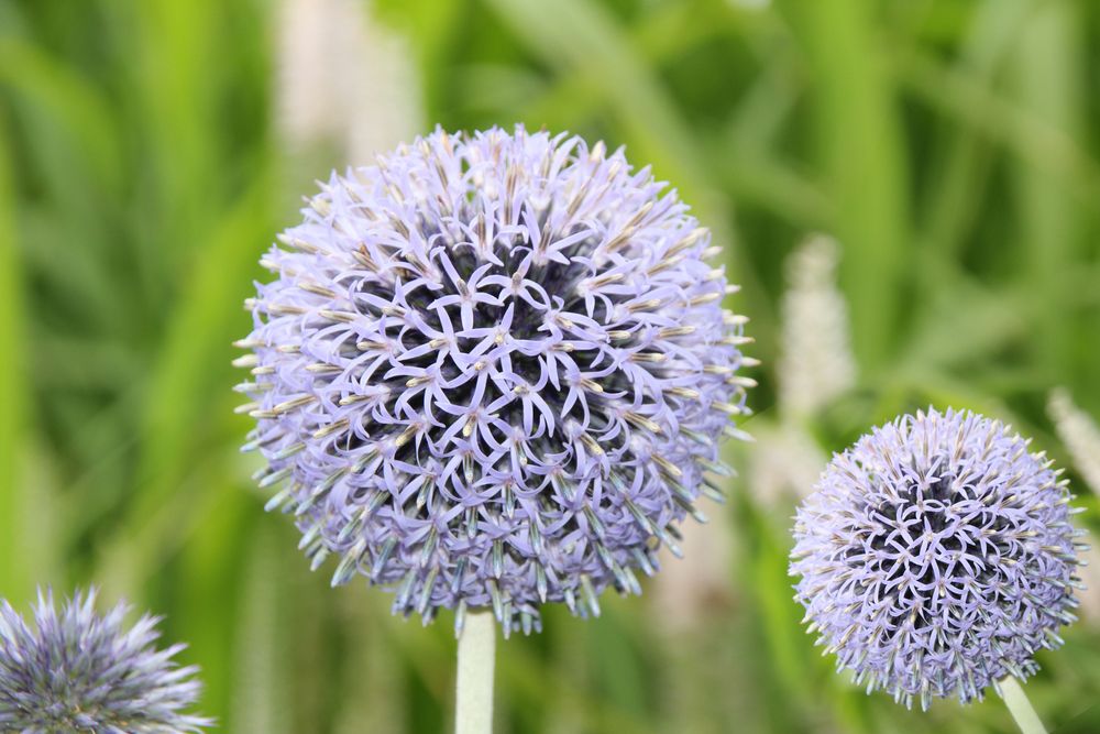 Keine Pusteblume