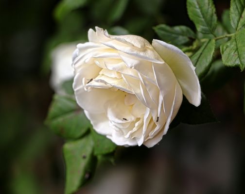 keine Rose aus Athen