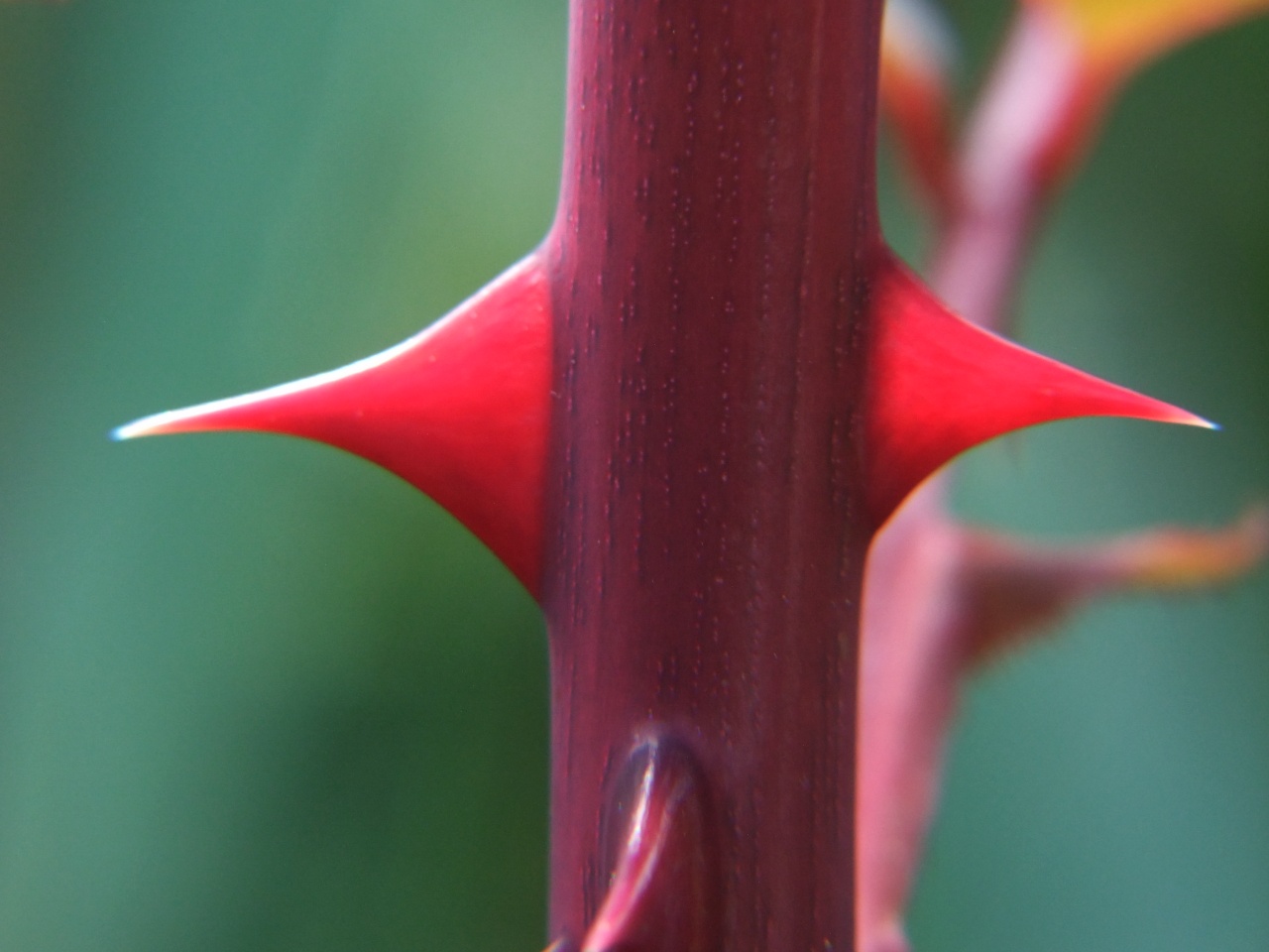 keine Rose ohne Dornen