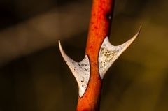 Keine Rose ohne Dornen