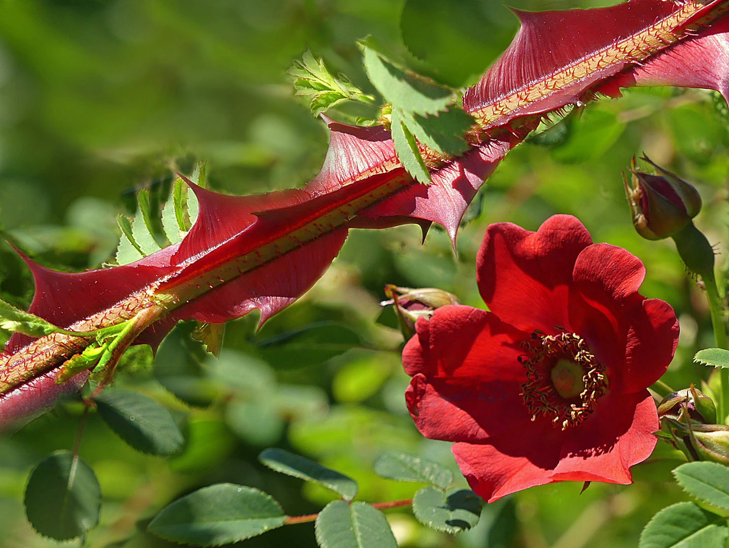 Keine Rose ohne Dornen