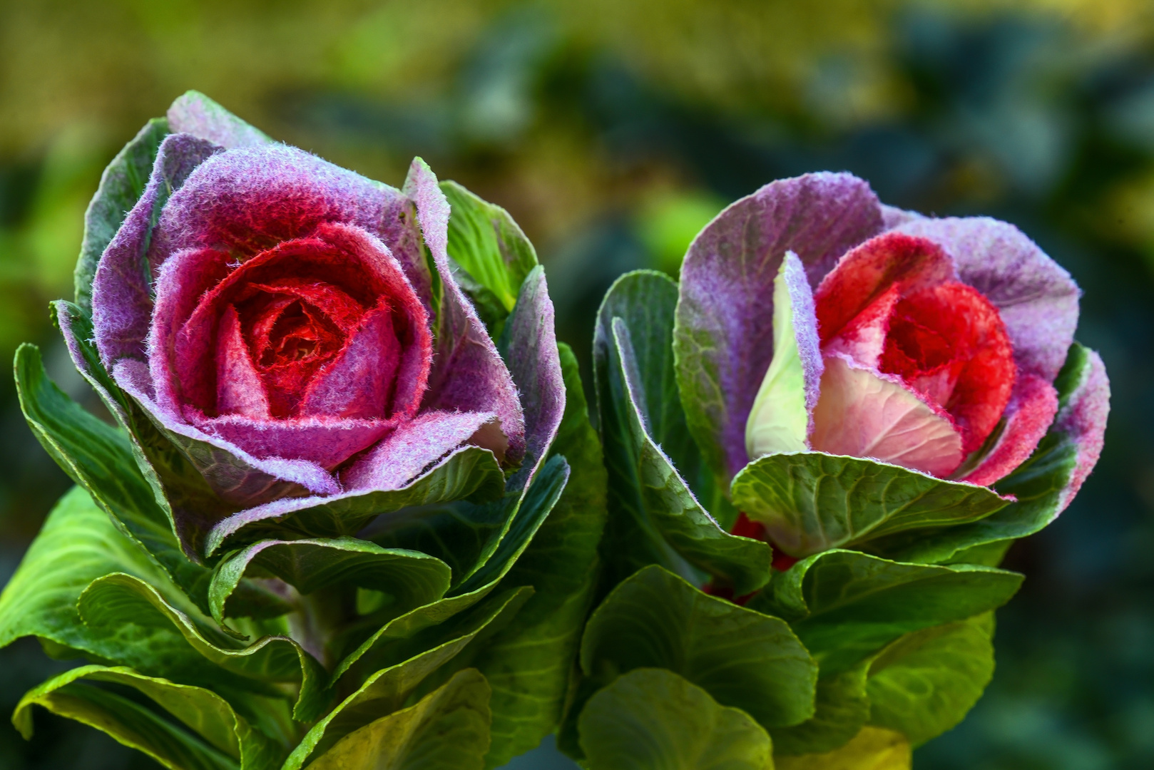 Keine Rosen !