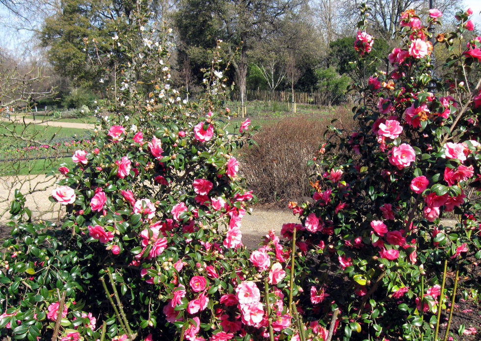 Keine Rosen, sondern Kamelien