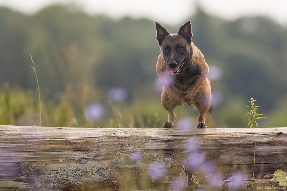 Keine Ruh hat´s Känguru