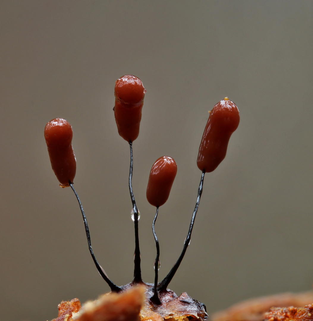 Keine Schleckstengel