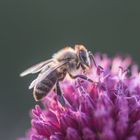 Keine Schmetterlinge aber Bienen