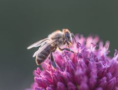 Keine Schmetterlinge aber Bienen