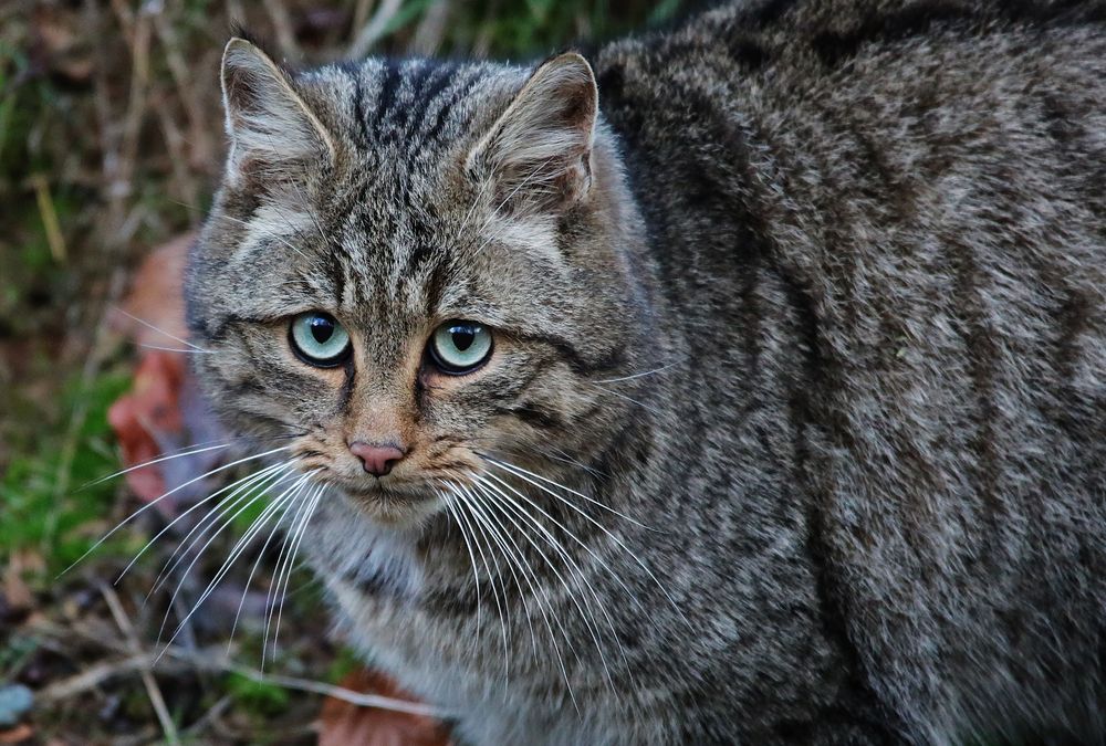 ...keine Schmusekatze...